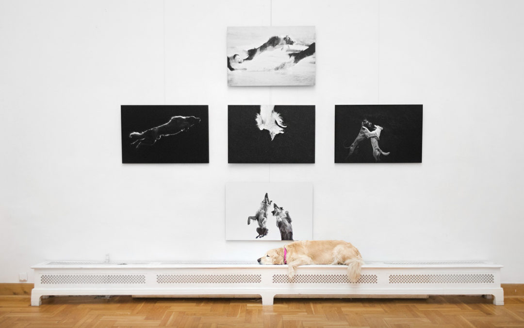 Opening of Dog Photography Exhibition in Palace of Fine Arts in Cracow
