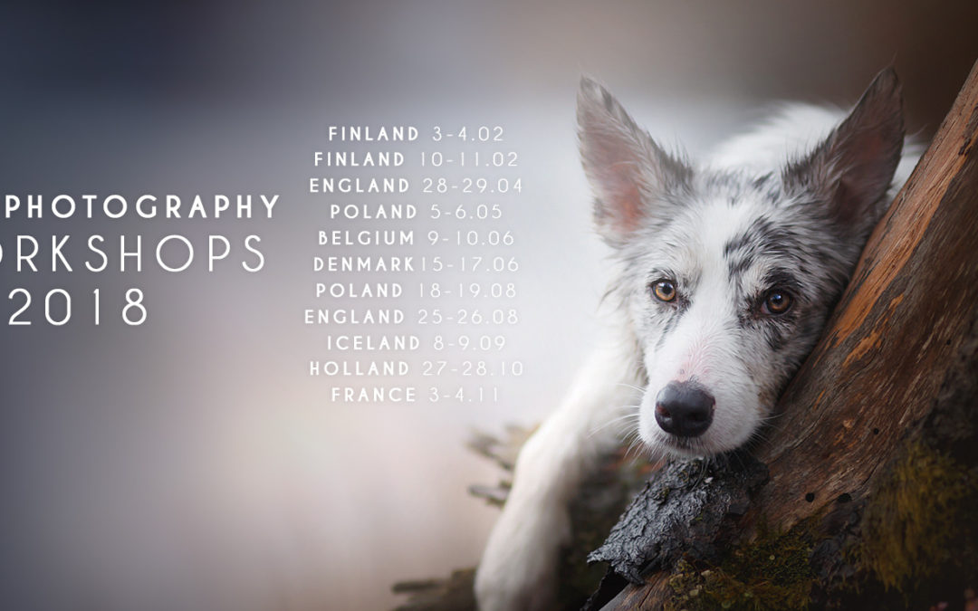 Learn dog photography – check dates of my Artistic Dog Photography Workshops for 2018!
